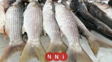 أسعار الأسماك في سوق العبور الأحد 30 نوفمبر 2025 وتحديثات تكلفة الكيلو